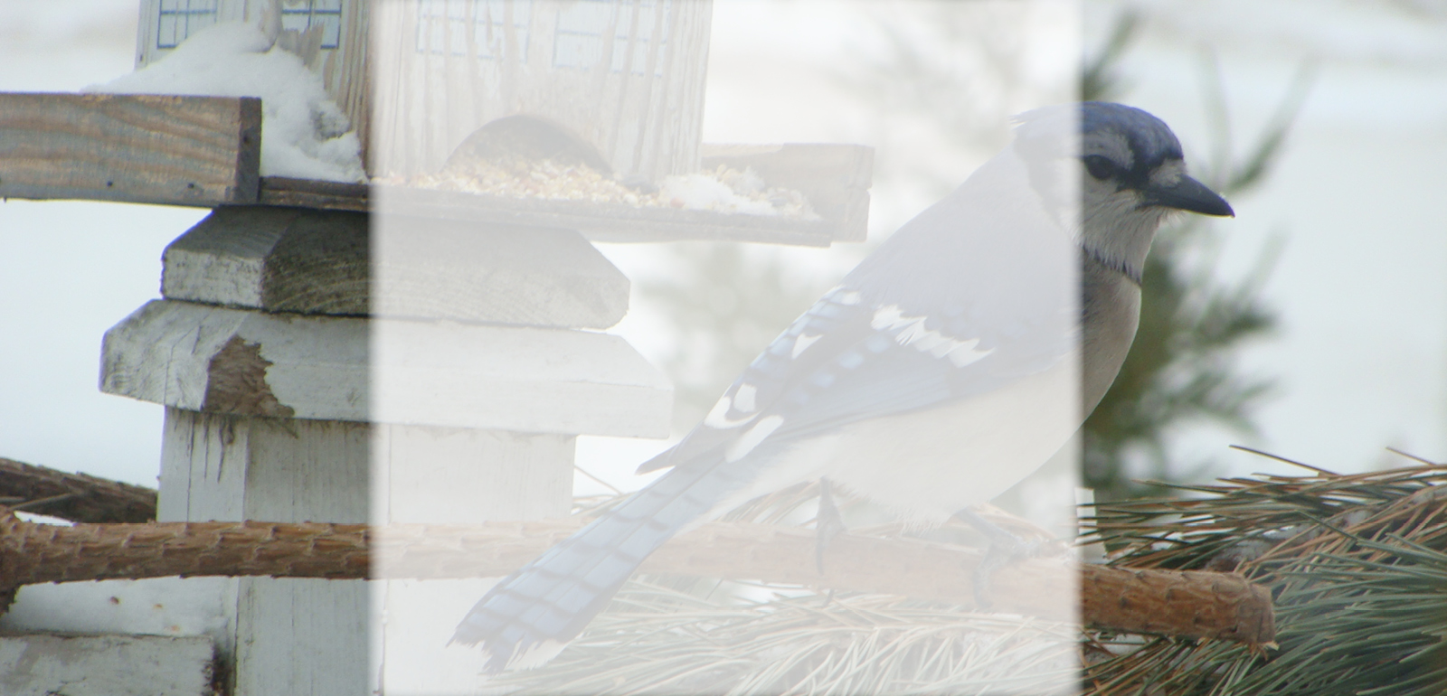 Select Image